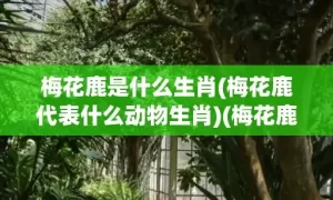 梅花鹿是什么生肖(梅花鹿代表什么动物生肖)(梅花鹿是什么生肖的动物)