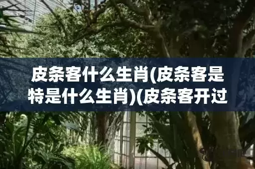 皮条客什么生肖(皮条客是特是什么生肖)(皮条客开过什么生肖)