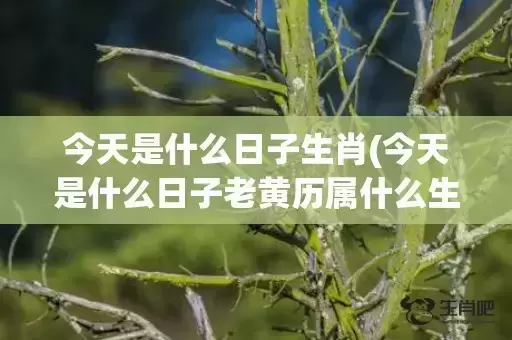 今天是什么日子生肖(今天是什么日子老黄历属什么生肖)(今天是什么日子生肖农历几号)