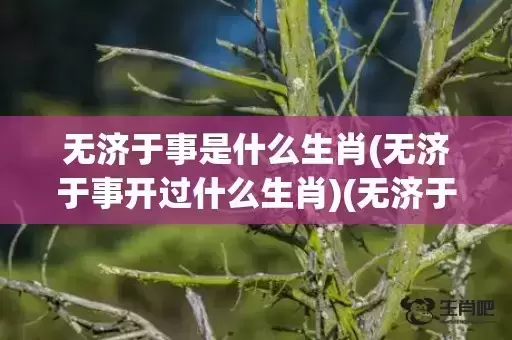 无济于事是什么生肖(无济于事开过什么生肖)(无济于事的正确解释是什么)