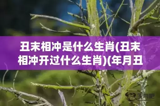 丑末相冲是什么生肖(丑末相冲开过什么生肖)(年月丑未相冲的结果是什么)