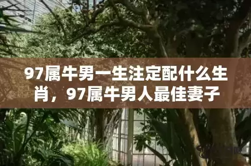 97属牛男一生注定配什么生肖,97属牛男人最佳妻子 97属牛男一生注定配什么生肖,97属牛男人最佳妻子