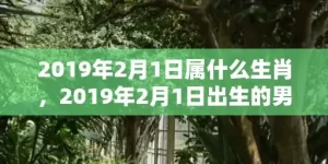 2019年2月1日属什么生肖，2019年2月1日出生的男宝宝起名，男孩如何起名？