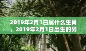 2019年2月1日属什么生肖，2019年2月1日出生的男宝宝起名，男孩如何起名？