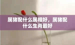 属猪配什么属相好，属猪配什么生肖最好