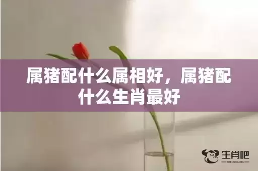 属猪配什么属相好,属猪配什么生肖最好 属猪配什么属相好,属猪配什么生肖最好