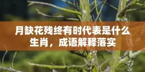 月缺花残终有时代表是什么生肖，成语解释落实