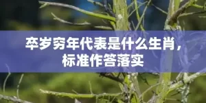 卒岁穷年代表是什么生肖，标准作答落实