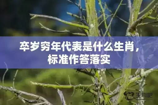 卒岁穷年代表是什么生肖，标准作答落实