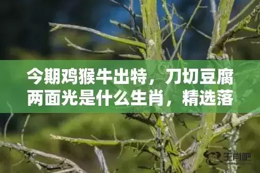 今期鸡猴牛出特,刀切豆腐两面光是什么生肖,精选落实 今期鸡猴牛出特,刀切豆腐两面光是什么生肖,精选落实