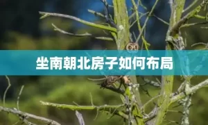 坐南朝北房子如何布局