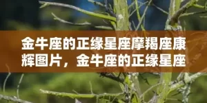 金牛座的正缘星座摩羯座康辉图片，金牛座的正缘星座是什么