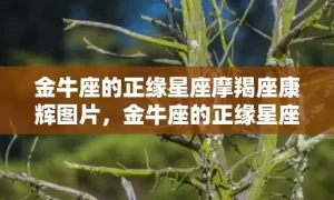 金牛座的正缘星座摩羯座康辉图片，金牛座的正缘星座是什么