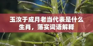 玉汝于成月老当代表是什么生肖，落实词语解释