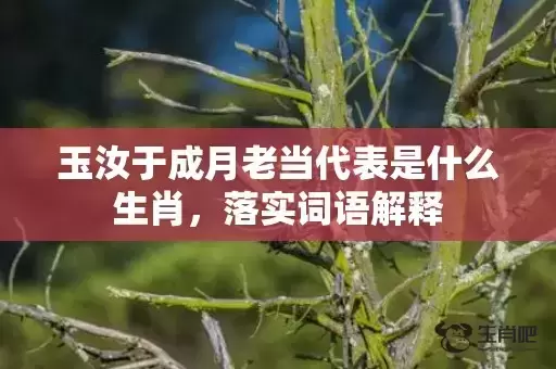 玉汝于成月老当代表是什么生肖,落实词语解释 玉汝于成月老当代表是什么生肖,落实词语解释