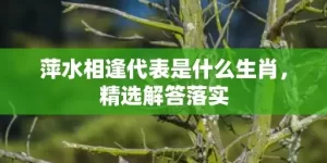 萍水相逢代表是什么生肖，精选解答落实