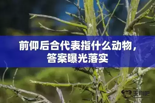 前仰后合代表指什么动物，答案曝光落实