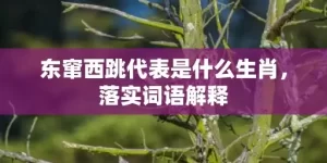 东窜西跳代表是什么生肖，落实词语解释