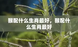 猴配什么生肖最好，猴配什么生肖最好