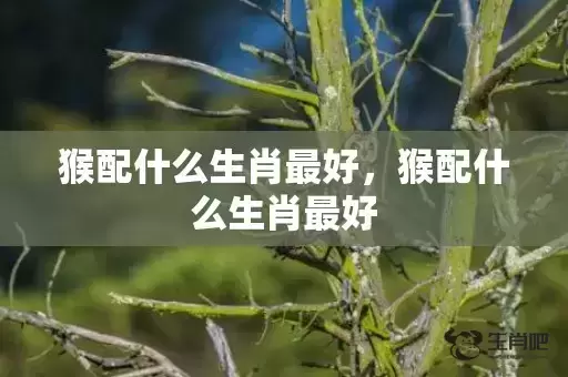 猴配什么生肖最好,猴配什么生肖最好 猴配什么生肖最好,猴配什么生肖最好