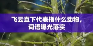 飞云直下代表指什么动物，词语曝光落实