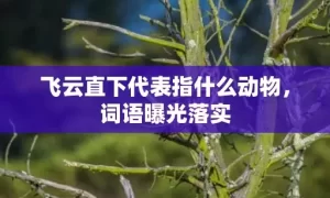 飞云直下代表指什么动物，词语曝光落实