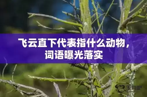 飞云直下代表指什么动物，词语曝光落实