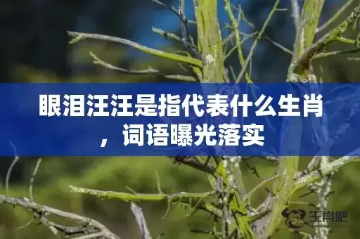 眼泪汪汪是指代表什么生肖，词语曝光落实