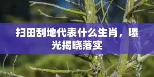 扫田刮地代表什么生肖，曝光揭晓落实