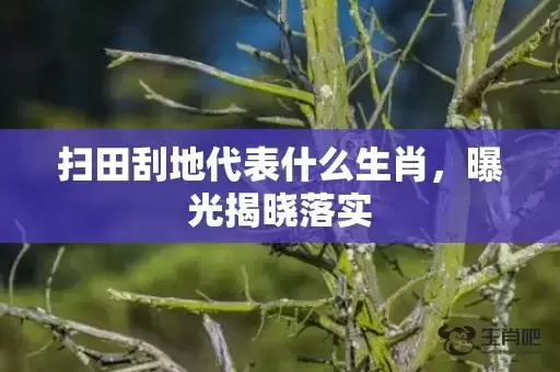 扫田刮地代表什么生肖，曝光揭晓落实