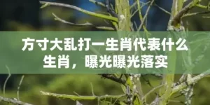 方寸大乱打一生肖代表什么生肖，曝光曝光落实