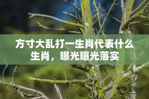 方寸大乱打一生肖代表什么生肖，曝光曝光落实