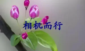 相机而行