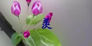 羡