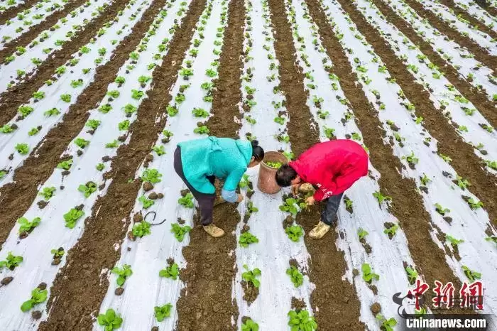 贵州黔西：小雪时节农事忙插图1