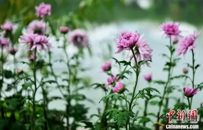 福州：菊花雨后更娇艳插图3