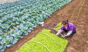 贵州黔西：小雪时节农事忙缩略图