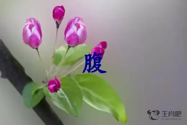 腹字打一生肖（腹字是什么生肖）插图