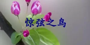 惊弦之鸟