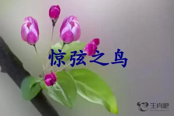 惊弦之鸟是什么生肖插图