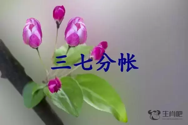 三七分帐是什么生肖插图