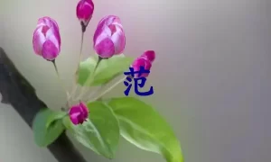 范