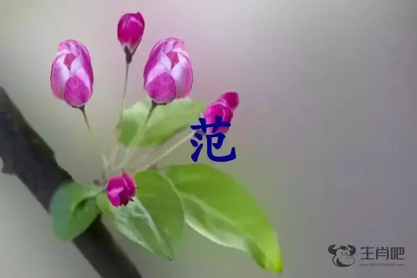 范字打一生肖（范字是什么生肖）插图