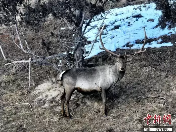 成群马鹿现身青海都兰桃斯草原插图5