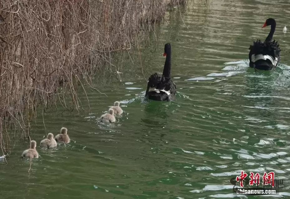 全家出动！北京颐和园黑天鹅一家湖中游弋其乐融融插图4