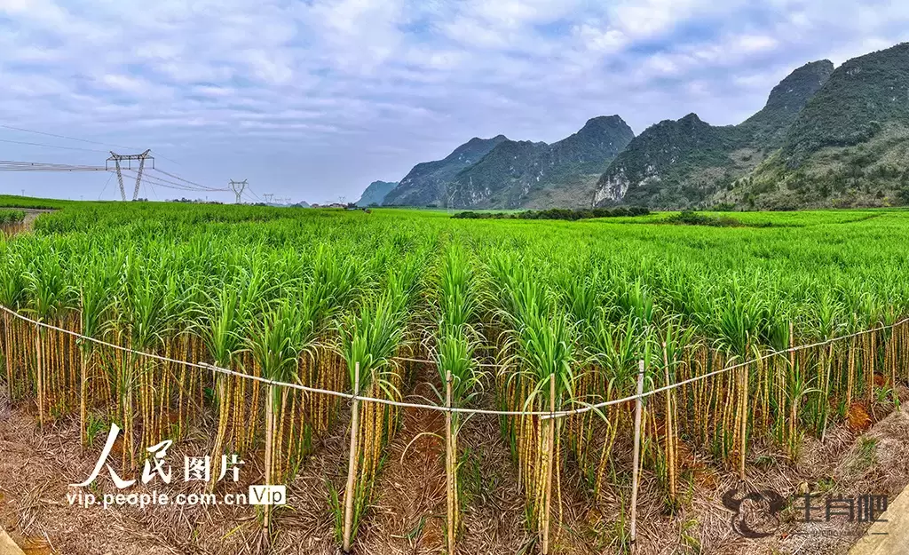 广西田阳：黄金果蔗 丰收在望插图