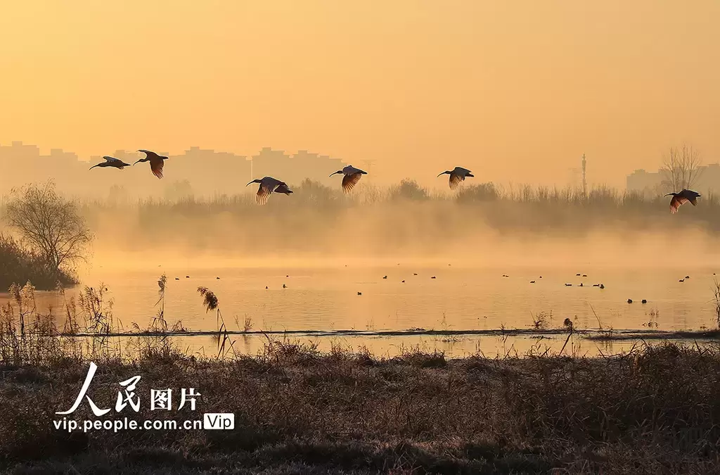 陕西咸阳：朱鹮在秦岭北麓再安新家插图3