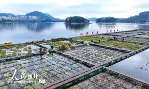 湖上“菜园”缩略图