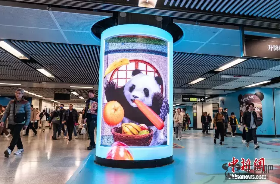 香港港铁公司推出“大熊猫畅游”主题活动插图