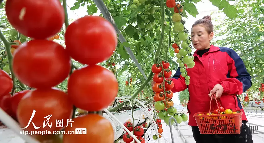 江苏连云港：加紧采收五彩小番茄 保障节日市场供应插图